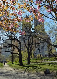 Cherry blossoms in Central Park ~ Spring, NYC. San Remo Apartments in the distance.