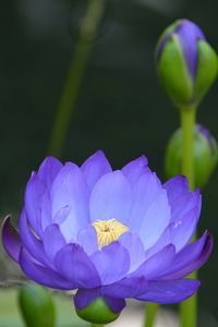 Nymphaea