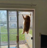 18 Cats Who Let Their Curiosity Override Their Judgment | Cuteness