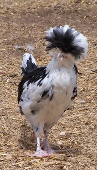 A Mottled Houdan - She loved to sit on my head.