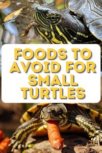 What Do Small Turtles Eat? Finding the right food for your small turtle can be tricky. This pin simplifies it with a breakdown of suitable veggies, proteins, and supplements, plus feeding schedules and quantities to keep your turtle thriving.