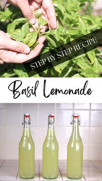 This special lemonade recipe is flavored with fresh basil. I was skeptical when I first tried it, but I was quickly converted. Basil is no longer destined only for pizza or spaghetti sauce in my house. To me, basil lemonade is the taste of summer. I make it several times every summer, and grow plenty of basil in my garden just for this recipe. I’ve shared basil lemonade with many friends and they all enjoy it. You’ve gotta try it!