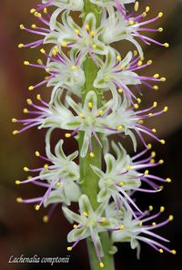 Lachenalia comptonii, bulb in the Hyacinthaceae family