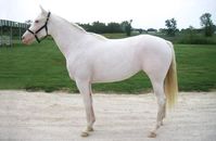 mare | USA | 2004 | by Arctic White out of Mystic Mint #thoroughbred #mare #dominantwhite #colouredthoroughbred #whitethoroughbred