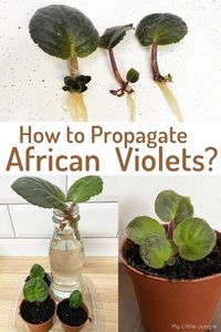 How to Propagate African Violets - My Little Jungle