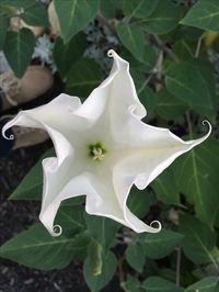 Unfolded moon flower ... I tugged on the tighter one ( see previous post) and it expanded nicely