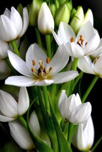 Ornithogalum -- flowers in the Western Cape in Spring