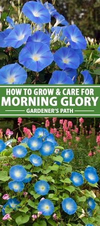 Morning glory vines are one of the most favored old-fashioned flowers for cottage gardens. They are easy to grow and require little care or attention once established. But there are a few tricks and tips you should know before growing you own. Learn to plant, grow, and care for morning glory vines and flowers with our detailed guide on Gardener’s Path. #floweringvines #morningglory #gardenerspath