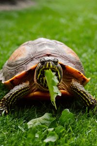 Find out whether turtles as pets should eat lettuce and the impact it has on their digestion process. Discover the best types of lettuce and how it fits into a turtle's proper nutrition. Save this for informed turtle care!