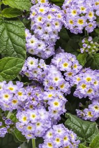 Augusta® Lavender - Heliotrope - Heliotropium hybrid | Proven Winners