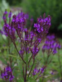 Verbena hastata - Beth Chatto's Plants & Gardens