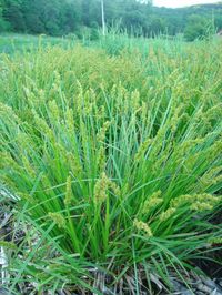 NATIVE Carex stipata (Common Fox Sedge). 3'. Full sun to full shade. Wet to medium wet soil. Rain garden plant.