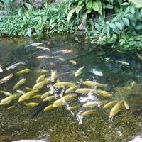 Old Time Remedies for Keeping Fish Ponds Clear