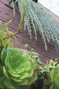 Succulent Cafe Oceanside: A Living Masterpiece — Needles + Leaves