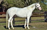 stallion | USA | 2008 | by Airdrie Apache out of Club Car Lady #thoroughbred #stallion #dominantwhite #colouredthoroughbred #whitethoroughbred