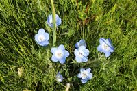 Baby blue eyes (Nemophila heterophylla)