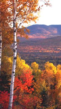 It’s never too early to start planning for fall excursions, and if you’re a fan of breathtaking autumn leaves, New Hampshire’s charming small towns more than deliver. Home to gorgeous backroads and cozy villages, you’ll dream of red maples, bright yellow birches and deep orange oaks once you’ve read this list. From scenic drives and bike tours to boat rides and train trips, New Hampshire’s small towns are brimming with autumn adventures. #fallfoliage #fall #cozyfall #autumn #falltravel