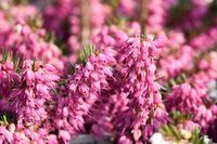 Erica carnea 'Myretoun Ruby' (Winter Heath) is one of the darkest red Heath with masses of small, urn-shaped flowers that open heliotrope and deepen from magenta to rich, ruby-red over the season. Blooming heavily for weeks from mid-winter to late spring (Jan-May), they beautifully smother the needle-like, dark green foliage.