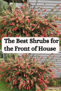 Enhance your curb appeal with these best shrubs for the front of your house. This guide has a variety of flowering plants that will add beauty and charm to your home's exterior.