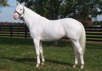 stallion | USA | 2009 | by The White Fox out of Barbara's Song #thoroughbred #stallion #dominantwhite #colouredthoroughbred #whitethoroughbred