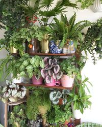 indoor jungle; Small Spaces Gardening; idées pour aménager son balcon; Bancos; Plant shelf; Green home; plant decor; indoor garden herb; plant wall; home garden; home design ideas; vertical garden.