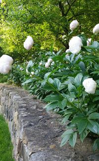 White Peonies