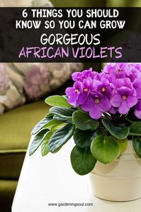 They actually are fairly easy to grow if you learn the following basics on how to care for them. #africanviolets