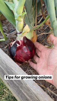 How to grow big onions!