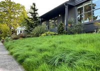 14 No Mow Lawn Alternative Ideas | Best Grass Alternatives