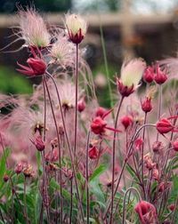 Geum triflorum - Prairie Smoke Cecelia Peraza