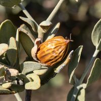 Jojoba oil is a hero ingredient in our products 🌿✨. It deeply moisturizes, nourishes, and restores your skin and hair, leaving you with a natural, healthy glow 💧💆‍♀️. Feel the difference with every use. #JojobaOil #NaturalGlow #MoisturizingMagic #HealthyHairAndSkin