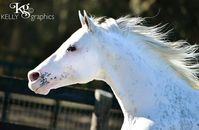 stallion | USA | 2008 | by Airdrie Apache out of Club Car Lady #thoroughbred #stallion #dominantwhite #colouredthoroughbred #whitethoroughbred