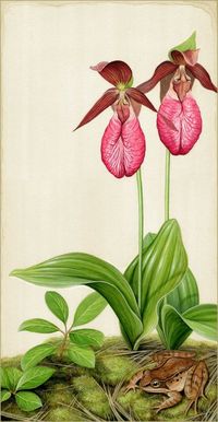 Lady Slippers and Wood Frog 14 X 7.25 Inch Print by Matt Patterson - Etsy