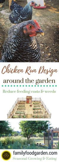 Gardening with Chickens