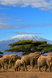 Esplora il Parco Nazionale del Kilimanjaro, un tesoro naturale della Tanzania. Scopri la maestosa montagna, percorsi di trekking spettacolari e la biodiversità unica di questo iconico parco. Prenota la tua avventura sul Kilimanjaro ora.