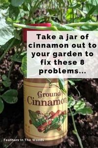 8 different uses for cinnamon in the garden. From fungus gnats to rooting hormone, cinnamon has a host of uses for both houseplants and gardens. Plus, it's organic! Here's how to use it effectively. #gardening #organicgardening #garden #gardentips