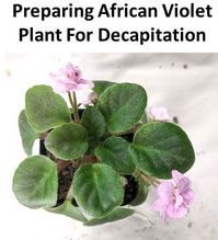 Decapitating African Violet Crowns, Why And How? - Baby Violets