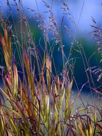 ..."seasonal change this morning..it's saturday and it's fall"...salish sea at the border...