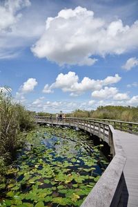 Spotting alligators along the Anhinga Trail Everglades National Park Florida