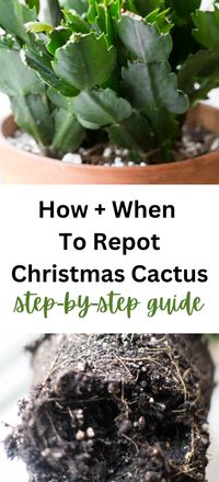 Learn how to repot a Christmas cactus (large or small) with these easy tips!  Transplanting guide for holiday cactus.