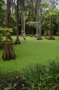 the low country...we have been here...must go back soon!