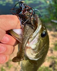 Another Speedball Swim Jig beat down! #swimjig #bassdope #largemouthbass #bassfishing