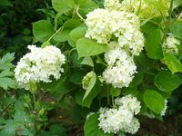 Hydrangea arborescens subsp. discolor 'Sterilis'     Good in dappled shade