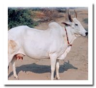 Breeds of cattle and buffalo