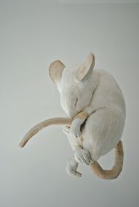 I’ve taken some new shots of Felinka mouse recently…and I’m really pleased…this time shes suspended from the ceiling.Not including tail shes approx 50cm x 40cmMade from fake fur, fake leather, cotton fabric,plastic, wire and a lot of stuffing.mister-finch.com