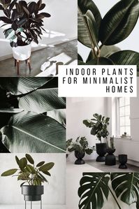 10 Chill Indoor Plants for Minimalist Homes | carmenjavier.co