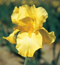 This fine bright yellow self is best known for its dependable rebloom. Note the arched standards and flaring falls totally permeated in bright yellow. Its slight sweet fragrance will draw...