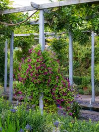 A large pergola with a rill running through the centre and plants growing outside.