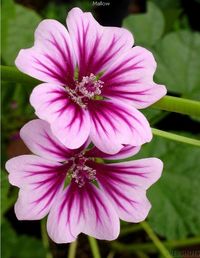 #Mallow  -  #flower #garden