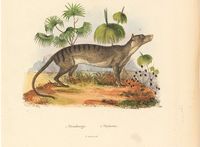 thylacine anatomy - Google Search